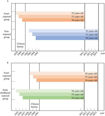 Chinese famine exposure in early life and metabolic obesity phenotype in middle age: Results from the China health and retirement longitudinal study